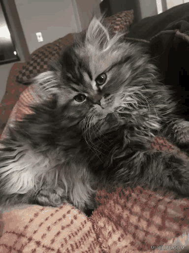 a fluffy cat is laying on a blanket with the website michiee.com in the bottom right corner