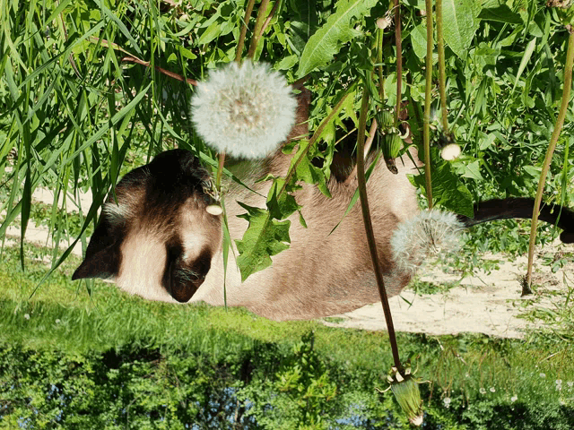 a cat laying under a tree with a dandelion in front of it