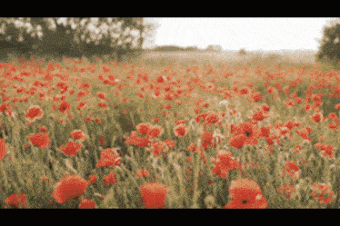 a field of red flowers in the grass