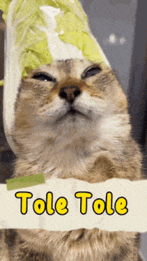a cat wearing a lettuce hat with the words tole tole written on it