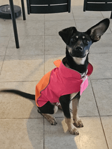 a black and brown dog wearing a pink jacket