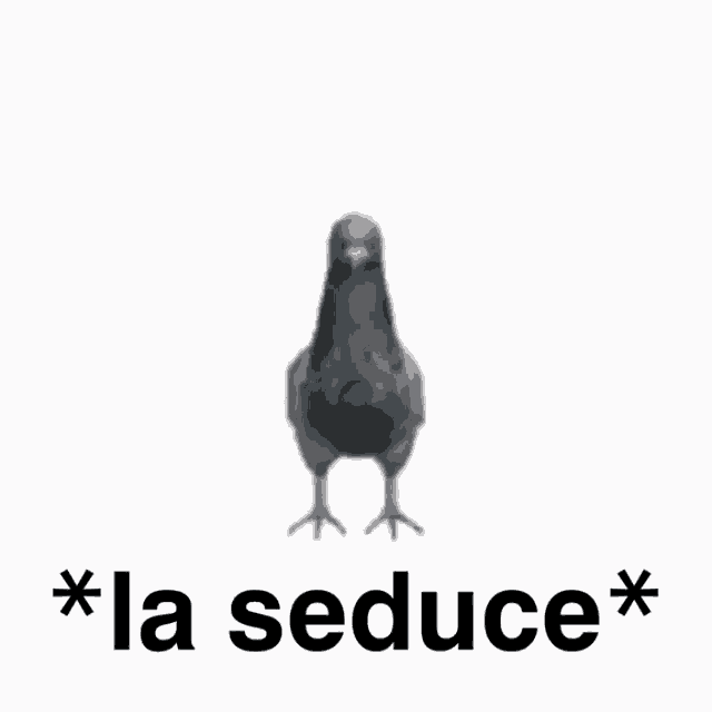 a pigeon is standing next to the word seduce