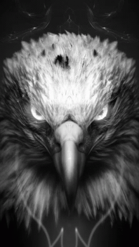 Bird Dark GIF - Bird Dark GIFs