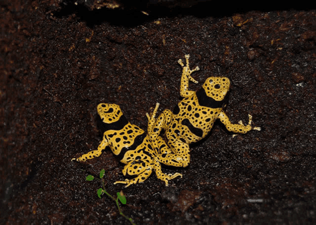 a couple of yellow and black frogs laying on top of each other
