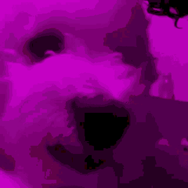 a close up of a dog 's face with a silhouette of a couple kissing in the background