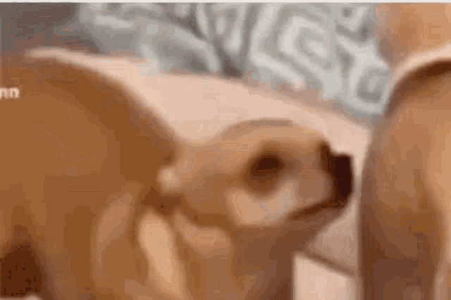 a couple of dogs are standing next to each other on a couch .