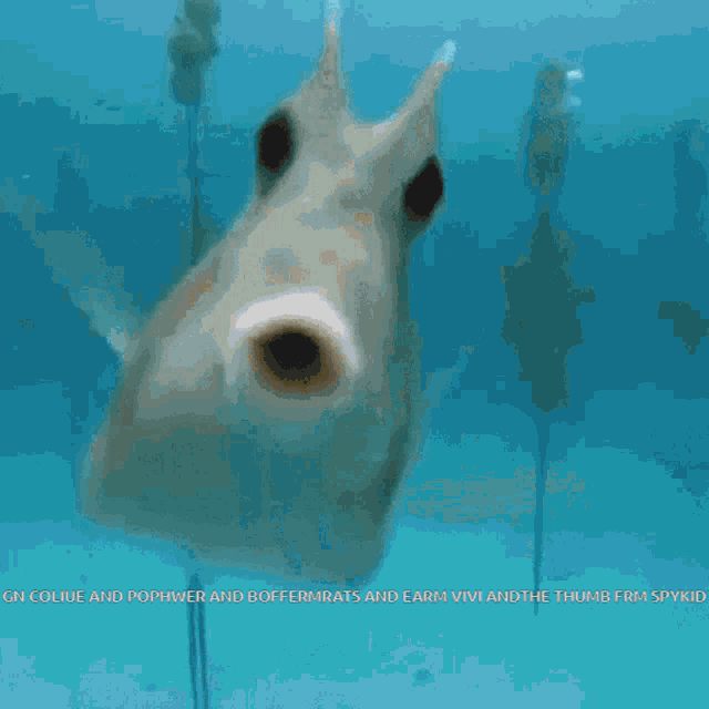 a picture of a fish with the words collie and pophwer and boffermats and earm vivi