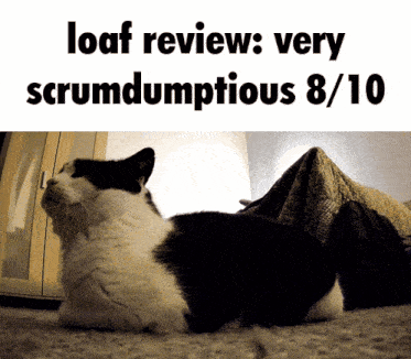 Loaf Review GIF - Loaf Review Kitty GIFs