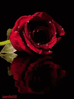 a red rose on a black background with the name tonysha3333 on the bottom