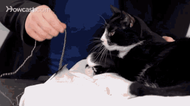 How Do Cats Play With Humans GIF - How Do Cats Play With Humans GIFs