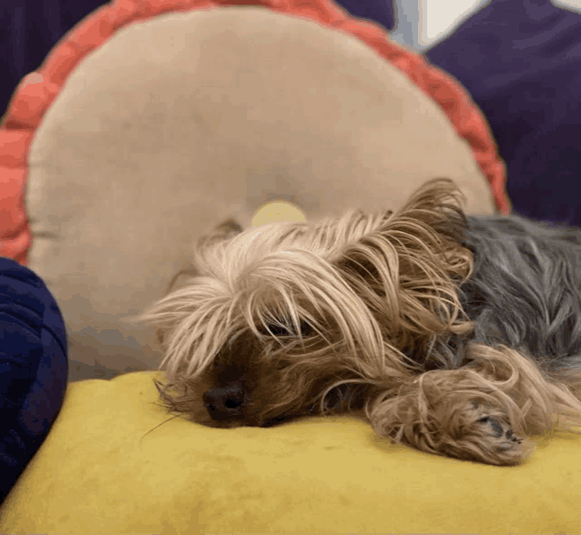 a small dog laying on a yellow pillow next to a colorful pillow