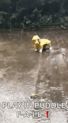 a dog wearing a yellow raincoat is playing in a puddle .