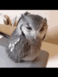 a small owl is sitting on a laptop computer .