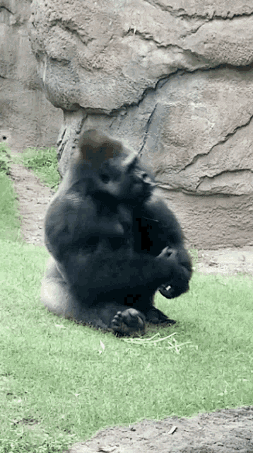 a gorilla is sitting in the grass near a large rock