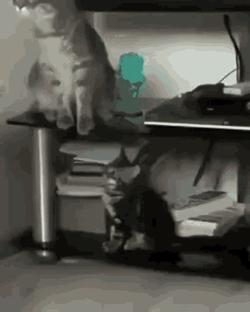 Cat Touch GIF - Cat Touch Jump GIFs