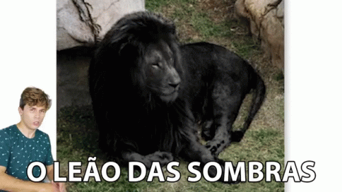 O Leao Das Sombras The Dark Lion GIF - O Leao Das Sombras The Dark Lion Leao GIFs