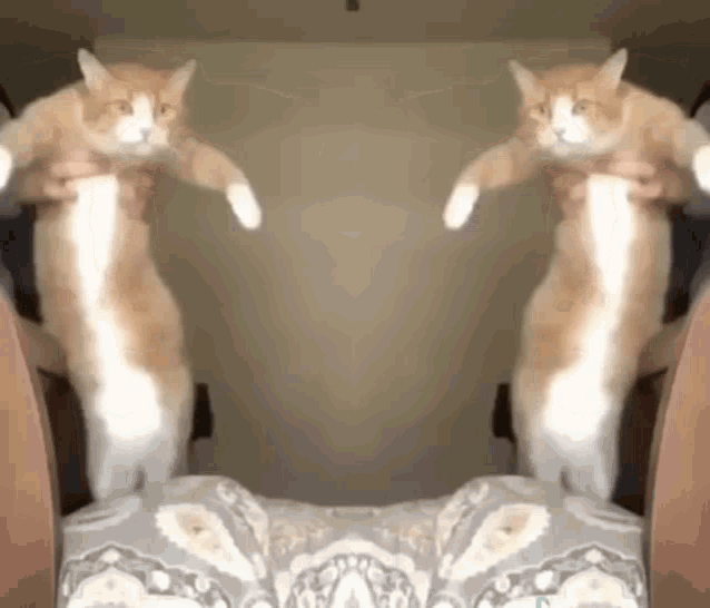 Mirror Dancing GIF - Mirror Dancing Cat Fun GIFs