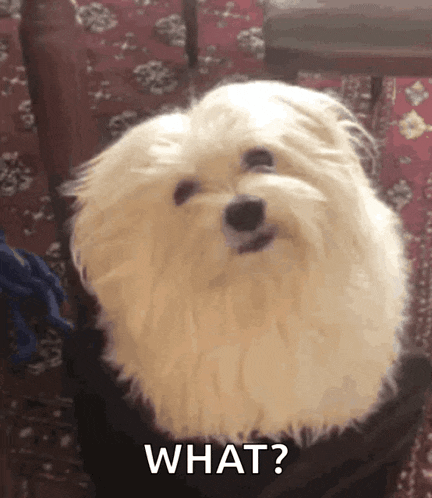 Confused Look Pet GIF - Confused Look Pet Dog GIFs