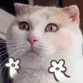 Cat Gato GIF - Cat Gato Pandlr GIFs