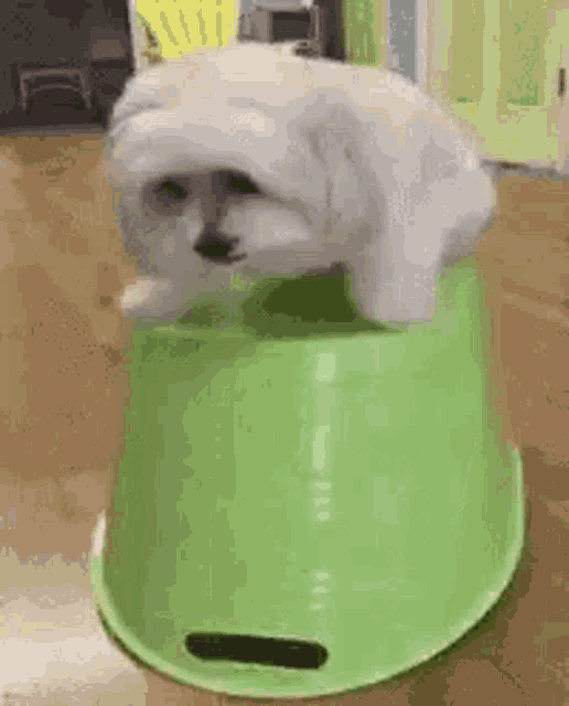 a small white dog is standing on top of a green bowl .
