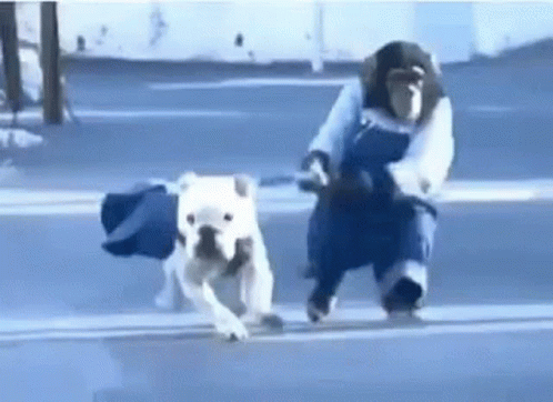 Dog Doggo GIF - Dog Doggo Monkey GIFs