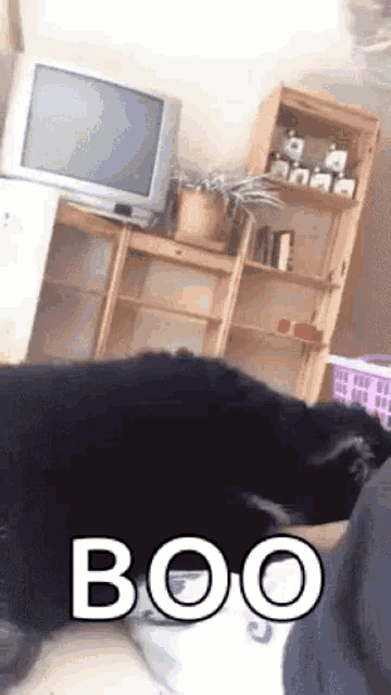 a black cat is laying on a person 's lap in a living room next to a television and a bookshelf .