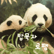 two panda bears eating green leaves with chinese writing on the bottom
