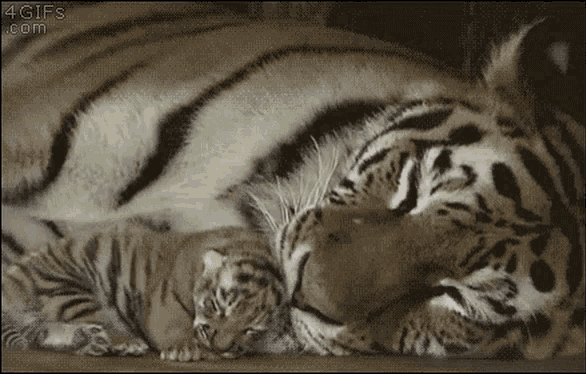 Mom Tiger GIF - Mom Tiger Children GIFs