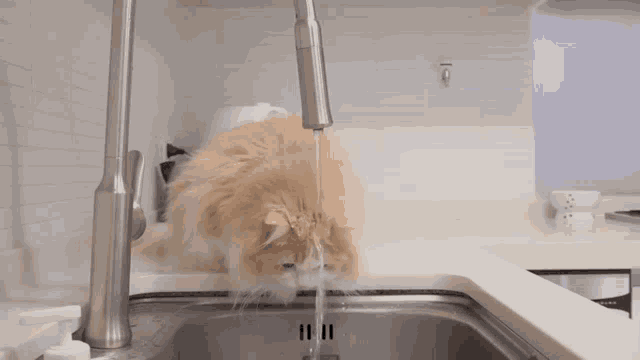 Cat Dd GIF - Cat Dd Sink GIFs