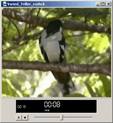 a computer screen shows a bird on a branch and the time is 1:06