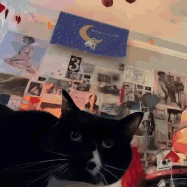 a black and white cat looking at the camera in front of a wall with pictures and a flag that says 3 on it