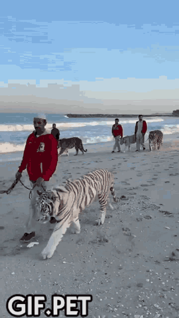 Gigifgif White Tiger GIF - Gigifgif White Tiger Walking On The Beach GIFs