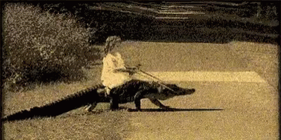 We Didn'T Have Uber Or Lyft In My Day! GIF - Alligator Funny Animals Gator Riding GIFs