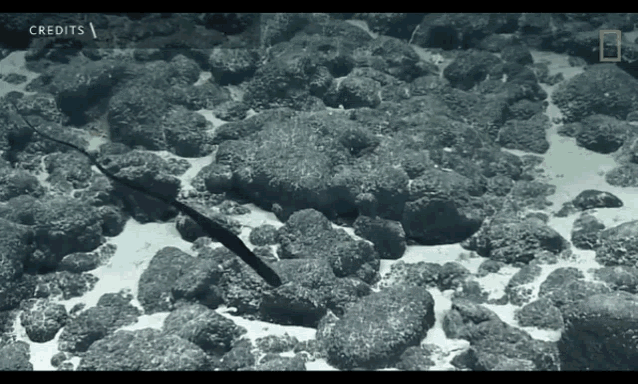 Eel Swim GIF - Eel Swim Sea GIFs