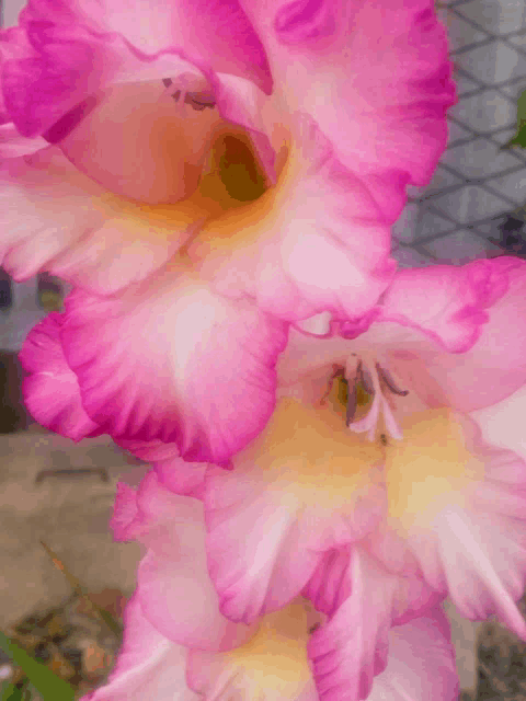 a close up of a pink and yellow flower with a yellow center