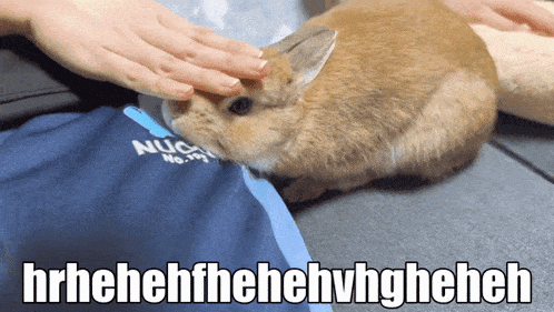 a person petting a rabbit that is wearing a nugget shirt