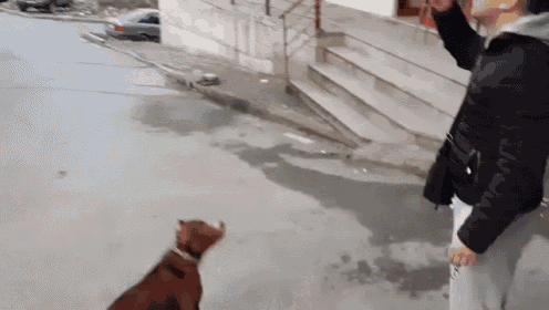 a man and a woman are walking a brown dog on a leash