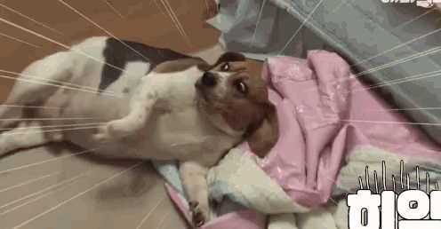 Confused Dog GIF - Confused Dog GIFs