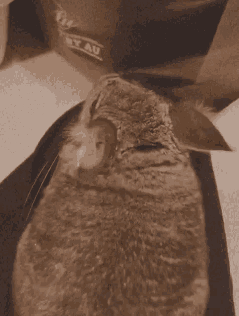 a close up of a cat 's face with a shirt that says ny au