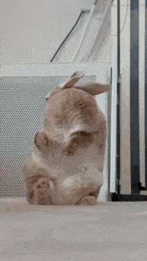 a rabbit is standing on its hind legs in front of a wall