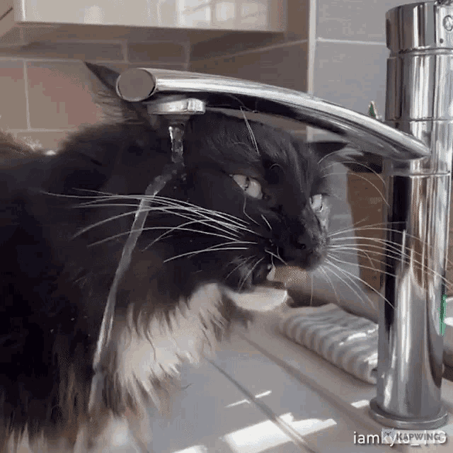 Wtf Is Going On Drink Water GIF - Wtf Is Going On Drink Water Cat GIFs