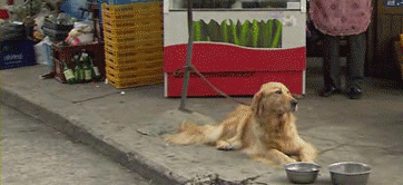 How It Feels Getting A Reply On A Really Old Picture GIF - Cute Funny Dog GIFs