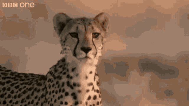 Hey Cheetah GIF - Hey Cheetah Attention GIFs
