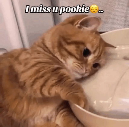 Pookie Kitty GIF - Pookie Kitty GIFs