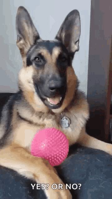 a german shepherd dog is laying on a couch holding a pink ball and asking yes or no .
