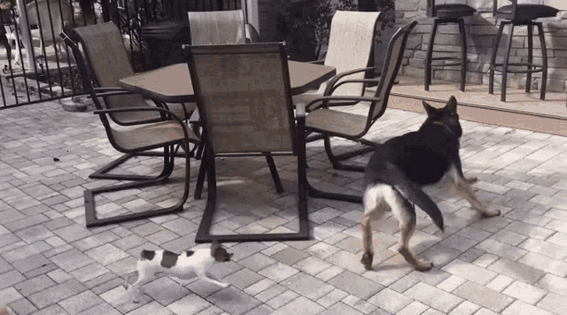Dog Chasing Dog GIF - Dog Chasing Dog GIFs