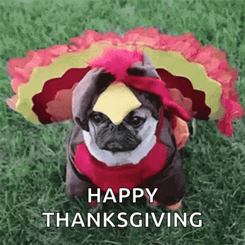 a pug dog dressed as a turkey with a cheese sticking out of its head .