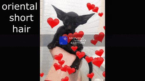 a person holding a small black cat with red hearts around it