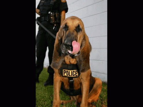 Police Dog GIF - Police Dog Bloodhound GIFs