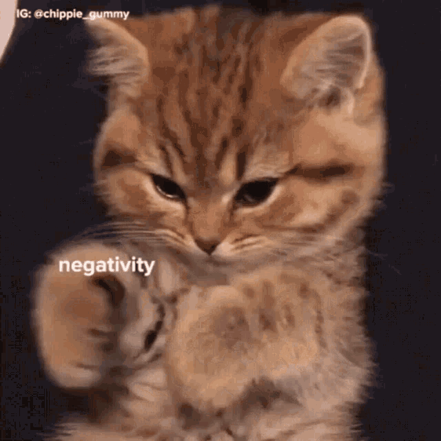 a kitten is pointing at the camera with the word negativity in the background
